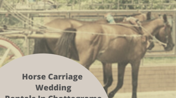 We provide horse and horse Carriage (ghorar gaari) rental services in Chattograme, Bangladesh. Whether it is wedding/marriage ceremony, Birthday celebration or any......
